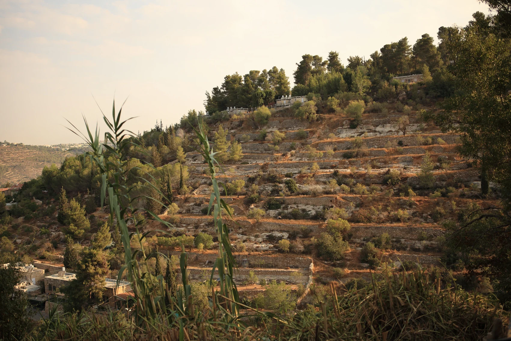 טרסות חקלאיות מאבן בנחל עין כרם, במבט ממדרגות גן עדן